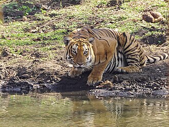 Mudumalai National Park