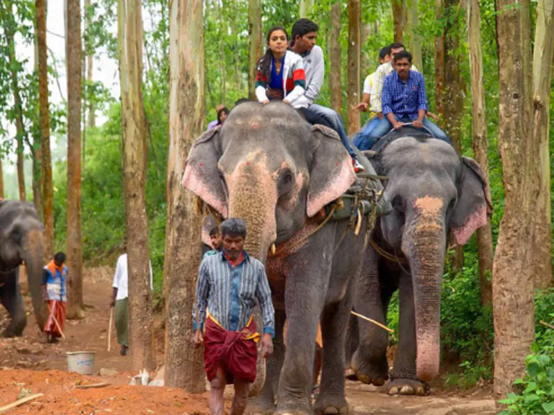 Elephant Ride