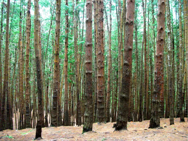 Pine Forest